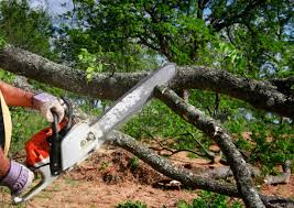 Best Tree Maintenance Programs  in Sandpoint, ID